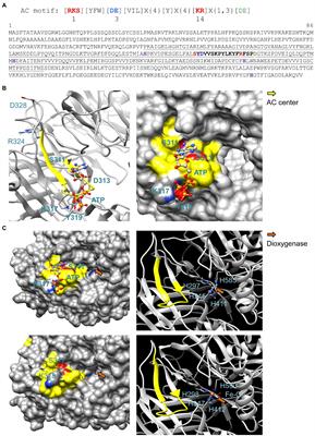 Functional Crypto-Adenylate Cyclases Operate in Complex Plant Proteins